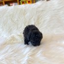 화순 토이샵 이미지