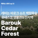 백향목 | 레바논스테이 ep.12 관광지 바로크 백향목숲(유네스코 생물권보전지역) 방문 후기