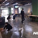 180도그