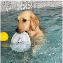 제주네 애견유치원 이미지