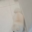 마이미미 반려견미용실 이미지