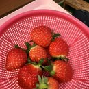 드림팜 | [인천] 아기랑 산모퉁이 딸기농장 딸기 따기 체험 파주딸기드림팜과 비교 후기