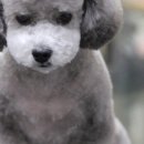 단비애견 미용실 이미지