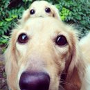 오늘도 귀엽개 이미지