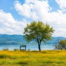 9월17일(목)남양주 북한강 꽃명소 물의정원 (들꽃향기를따라) 이미지