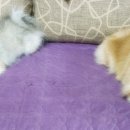 뽐요리네 이미지