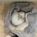 파충류카페 비비안 이미지