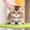 광주강아지분양 고양이분양 미유펫 본점 이미지