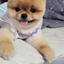 강아지분양 멍블랑 인천청라본점 이미지