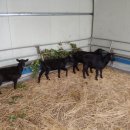 정순옥농장 이미지