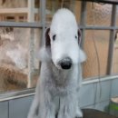 달이네애견미용실 이미지