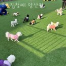 우리집첫째 양산점 | 양산 애견호텔 우리집첫째 양산점 평점 마감시간 지도