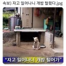 댕댕이# 이미지