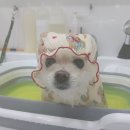 펫피파니 이미지