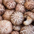 농업회사법인 안영버섯마을㈜ 이미지