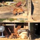 누렁이농장 뉴스엔