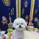 슈가독살롱 이미지