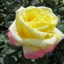 장미매점 이미지