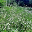 강동 아트센터 뒷산. 이미지