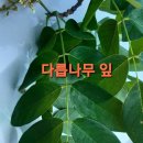 다릅나무 이미지