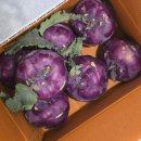 제주농장 | 콜라비배달 고민 끝새시아농장 제주콜라비주문 후기