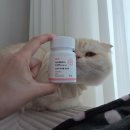 그루밍 나나 | [본아페티] 고양이 탈모 관리 영양제 추천, 헤어볼캡스 헤어볼 구토 멈춰~!