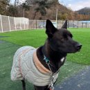 고쳐줄개 이미지