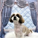 밀리아 펫살롱 이미지