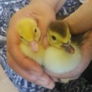 동녁농장 이미지