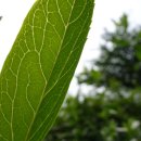 나뭇잎 싱싱함 신선 잎파리 이파리 싱그러움 자연 녹색 이미지