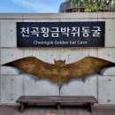 도심 한가운데 이렇게 큰 지하동굴이 있다고요" 4억 년 전 천연 석회암 동굴 이미지