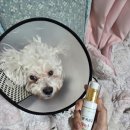 에너지 컨버터 | [애견용품] 만년 피부병 이마루씨, '에너지컨버터 펫 자운고 한방크림' 사용후기