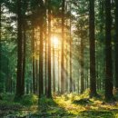 한국목재 이미지