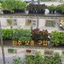 원주농협 자재센터 | 모종구입 원주농협종합자재센터