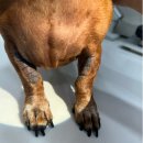 투게더 동물병원 | [인천 송도 동물병원] 강아지 아토피 심했는데… 송도 투게더동물병원 치료 받고 달라졌어요!