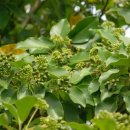 소쇄원앞집 이미지