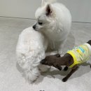 오늘도 힘차개 | 청라애견유치원 오늘도 힘차개 소형견 유치원 등원후기