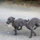 블루켄넬 이미지