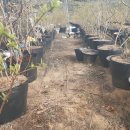 시진농장 이미지