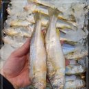 8월 29일(월) 목포는항구다 생선카페 판매생선[ "제수용" 참조기(120미) , 파갈치, 민어 ] 이미지