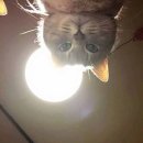 나만고양이없어 이미지