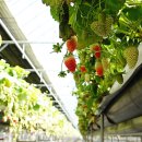 하나로농장 이미지