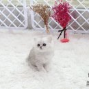 페르시안