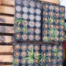 덕보농장 이미지