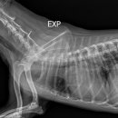 닥터서동물심장병원 이미지