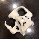 글로비다 이미지