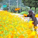 코스모스 산업 이미지