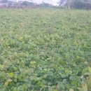 인제군자연산버섯 협동조합 이미지