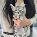 Dr.윤24시동물병원 | 남양주고양이무료분양 아메숏과의 첫 인연