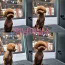 멍냥이발소 이미지